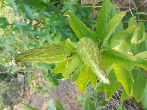 Asclepias viridis