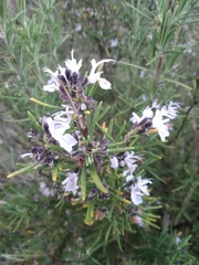 Salvia rosmarinus
