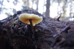 Collybia eucalyptorum