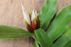 Costus guanaiensis tarmicus