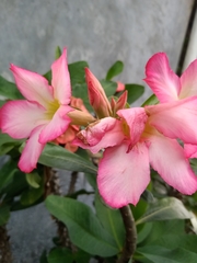Adenium obesum
