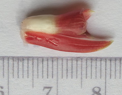 Costus guanaiensis tarmicus