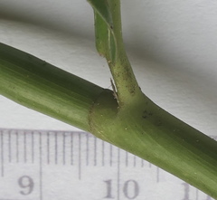 Costus guanaiensis tarmicus