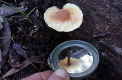 Collybia eucalyptorum