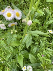 Erigeron philadelphicus