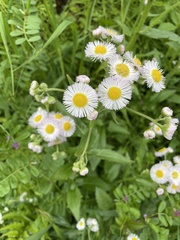 Erigeron philadelphicus