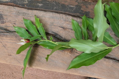Costus guanaiensis tarmicus