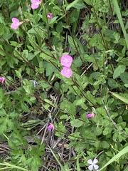 Oenothera rosea