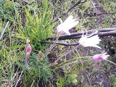 Knowltonia tenuifolia