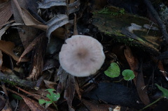 Entoloma readiae
