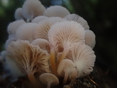 Hygrocybe roseoflavida
