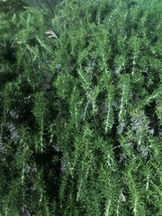 Angiospermae