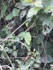 Anisoptera