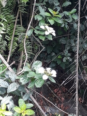 Magnoliopsida