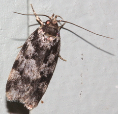 Barea atmophora