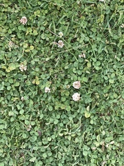 Trifolium repens