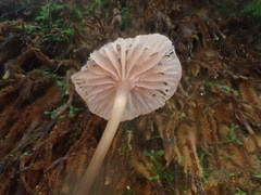 Hygrocybe roseoflavida