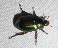 Anomala russiventris