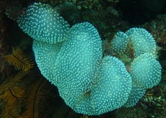 Polycitor giganteus