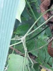 Formicidae