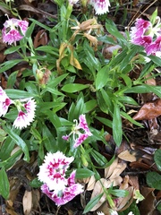 Dianthus chinensis × barbatus