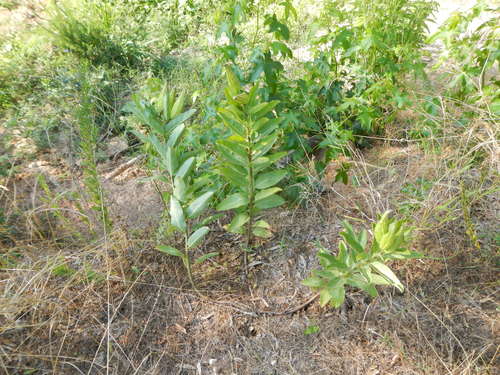 Asclepias viridis