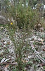 Pultenaea gunnii