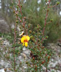 Pultenaea gunnii