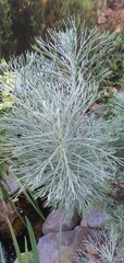 Athanasiinae