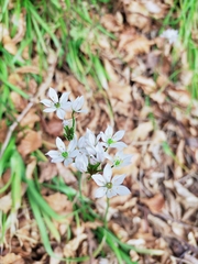 Allium trifoliatum