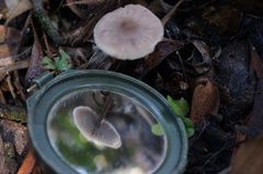 Entoloma readiae