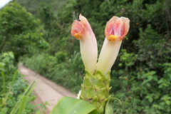Costus guanaiensis tarmicus