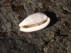 Talostolida pellucens