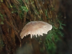 Hygrocybe roseoflavida