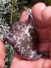 Breviceps acutirostris