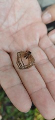 Araneae