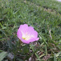 Oenothera speciosa