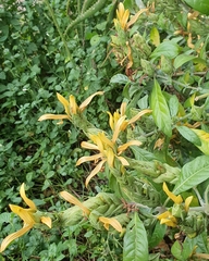 Metarungia longistrobus