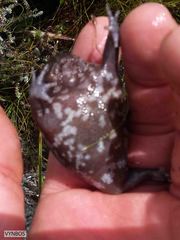 Breviceps acutirostris