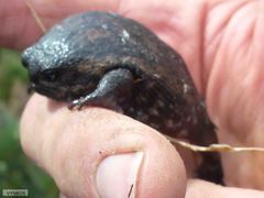 Breviceps acutirostris