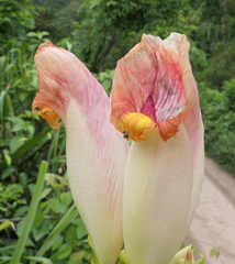 Costus guanaiensis tarmicus