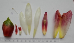 Costus guanaiensis tarmicus