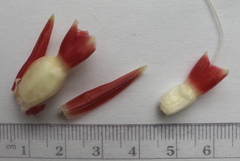 Costus guanaiensis tarmicus