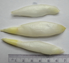 Costus guanaiensis tarmicus