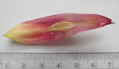 Costus guanaiensis tarmicus