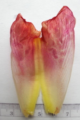 Costus guanaiensis tarmicus