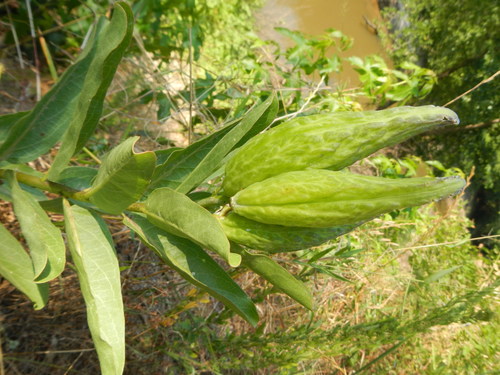 Asclepias viridis