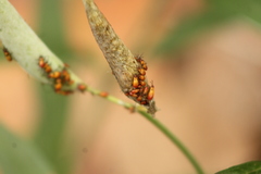 Oncopeltus spectabilis