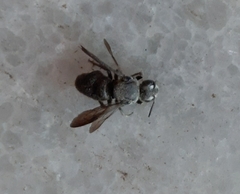 Euaspis