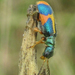 Malachite Beetles - Photo no rights reserved, uploaded by Botswanabugs